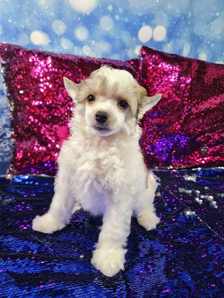 Imperatorskiy Kapriz Richard