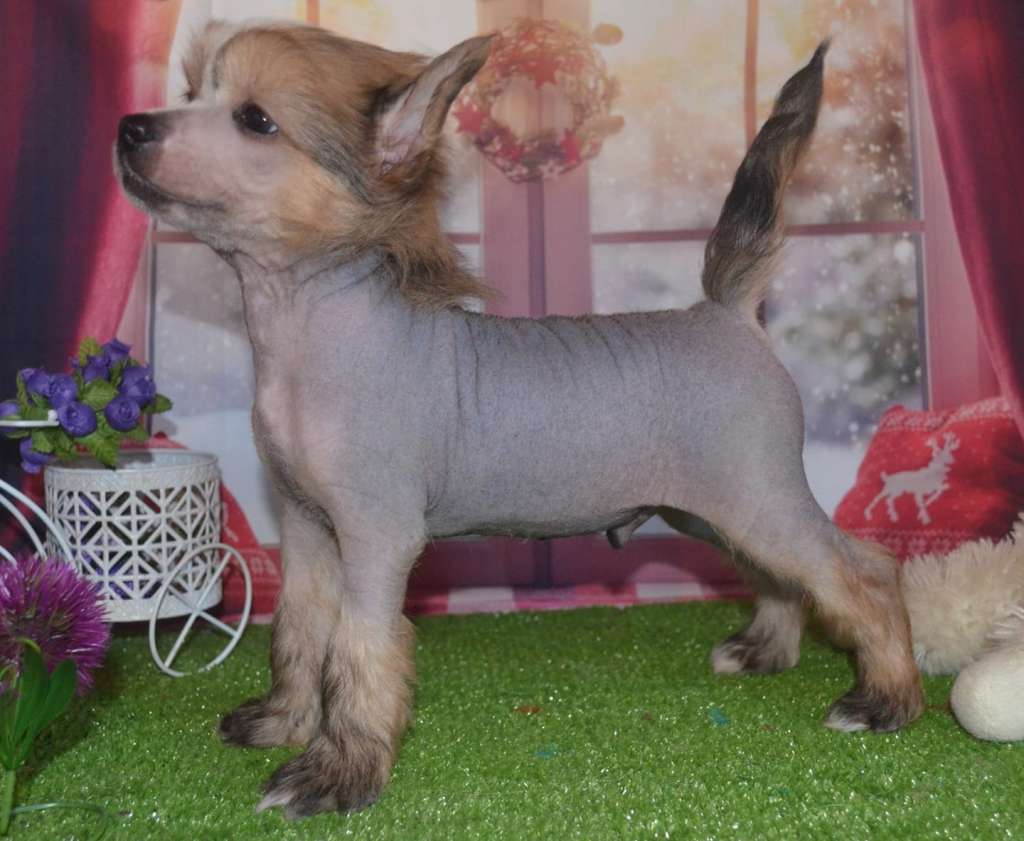 Amaterasu Hana Vancouver