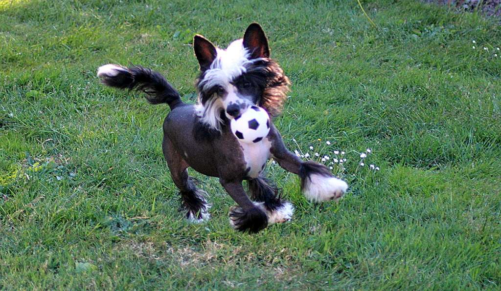 Victory's Laurel Fly Me To The Moon