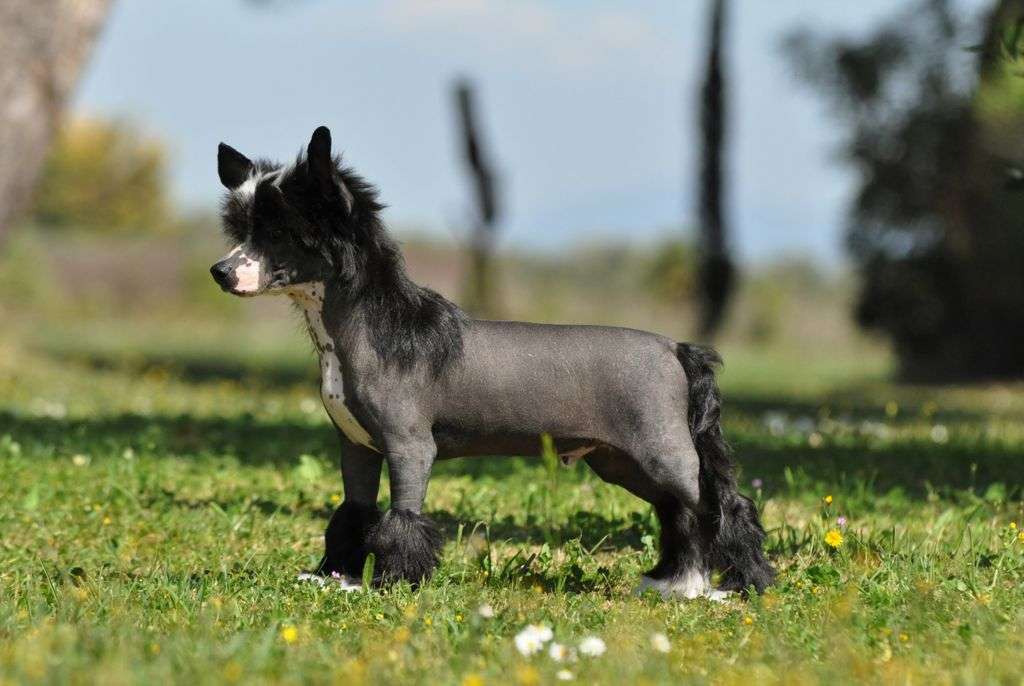 Victory's Laurel From Me To You