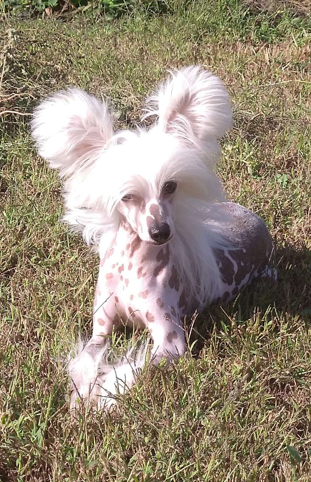 Alfa Laval Orchideya