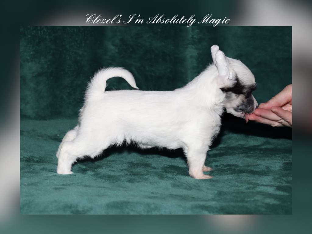 Clezel's I'm Absolutey Magic