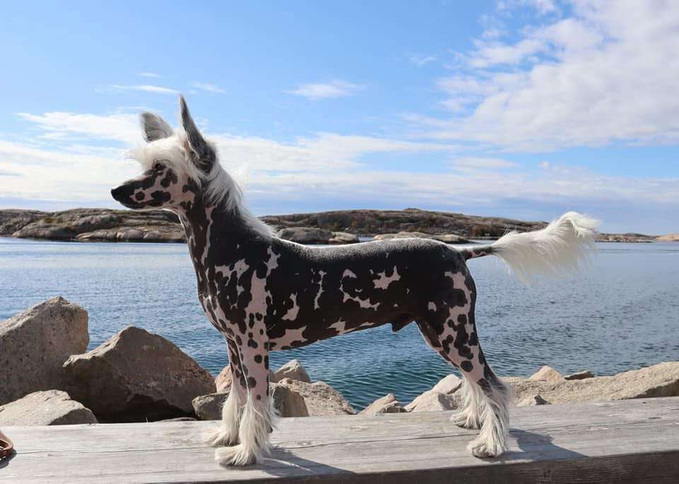 Clezel's Ice'N Magic