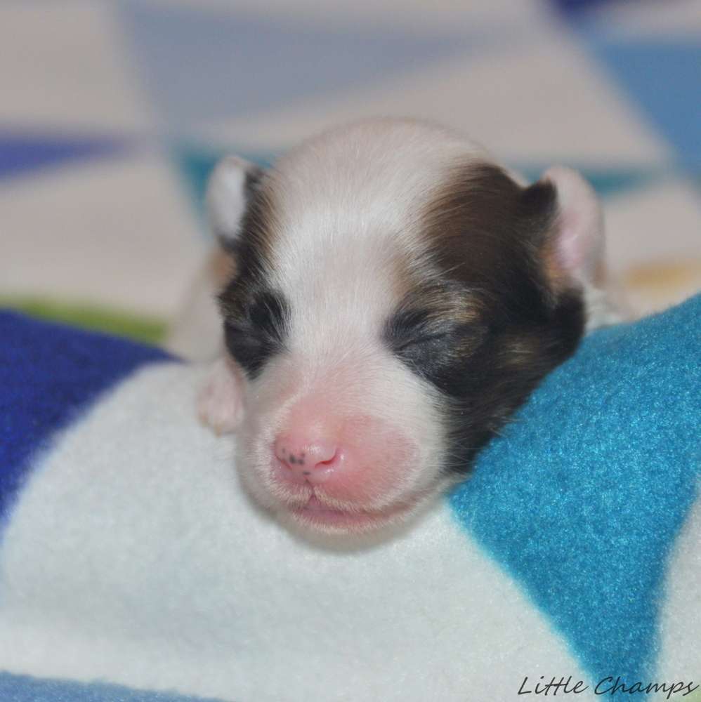 Ray Charles Little Champs