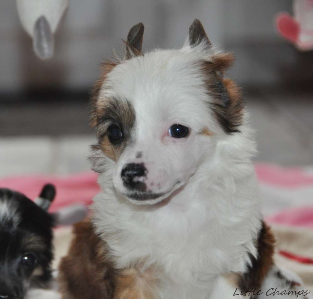 Rihanna Little Champs