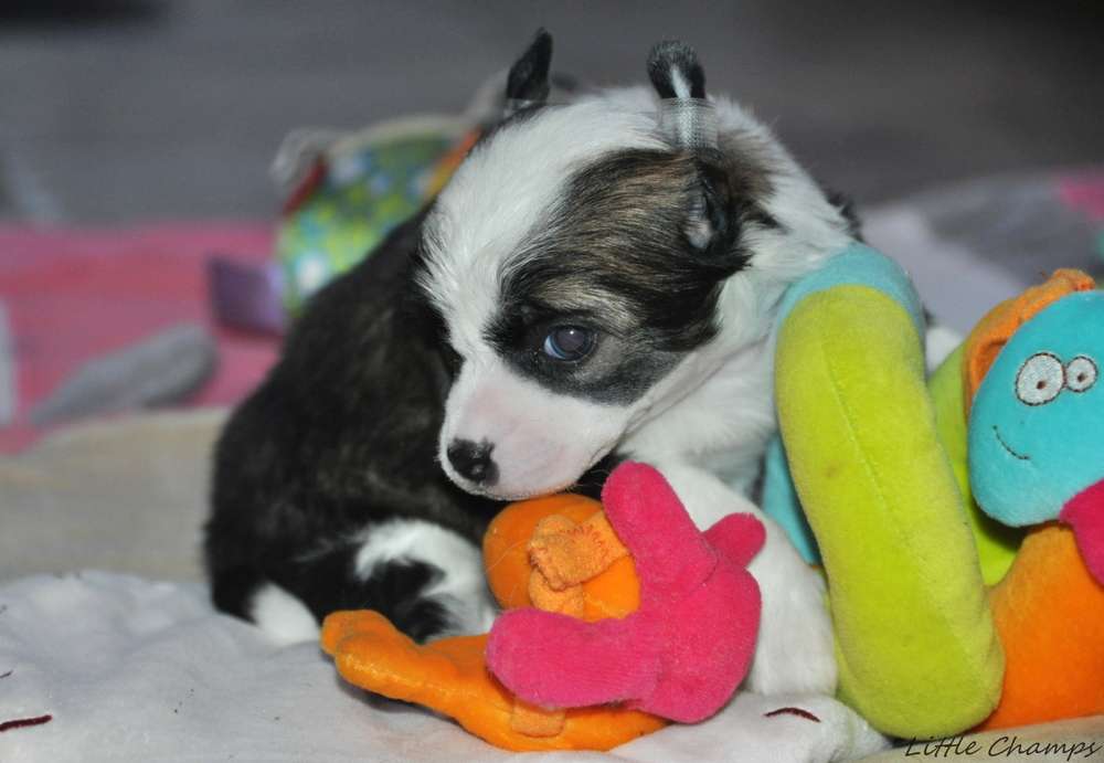 Shiitaké Little Champs