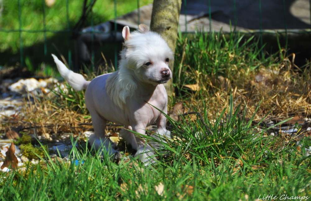 Seïlah Little Champs