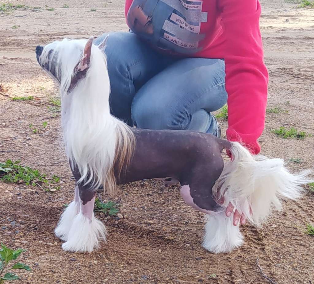 Miniatura Club Simbo King of the Ring