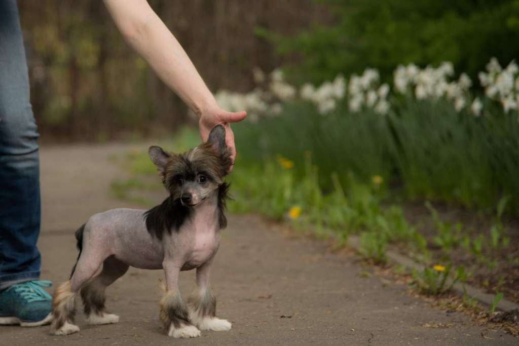 Anna Sky Kennel Floriana