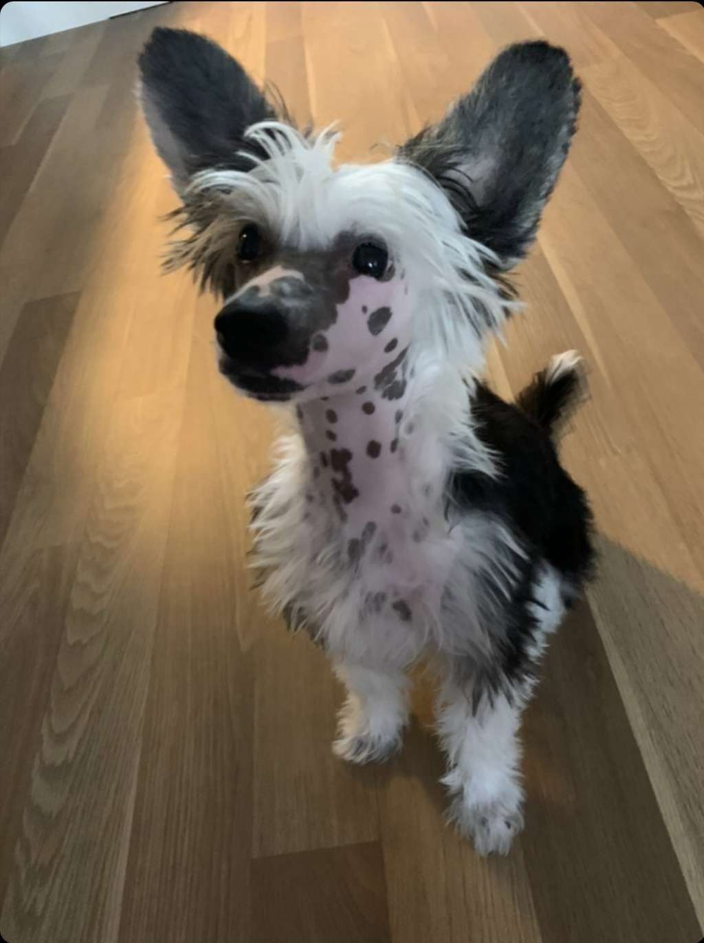 Exolit Spill the Beans