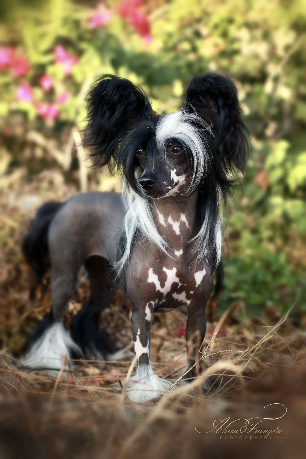 Exolit Pop goes the Weasel