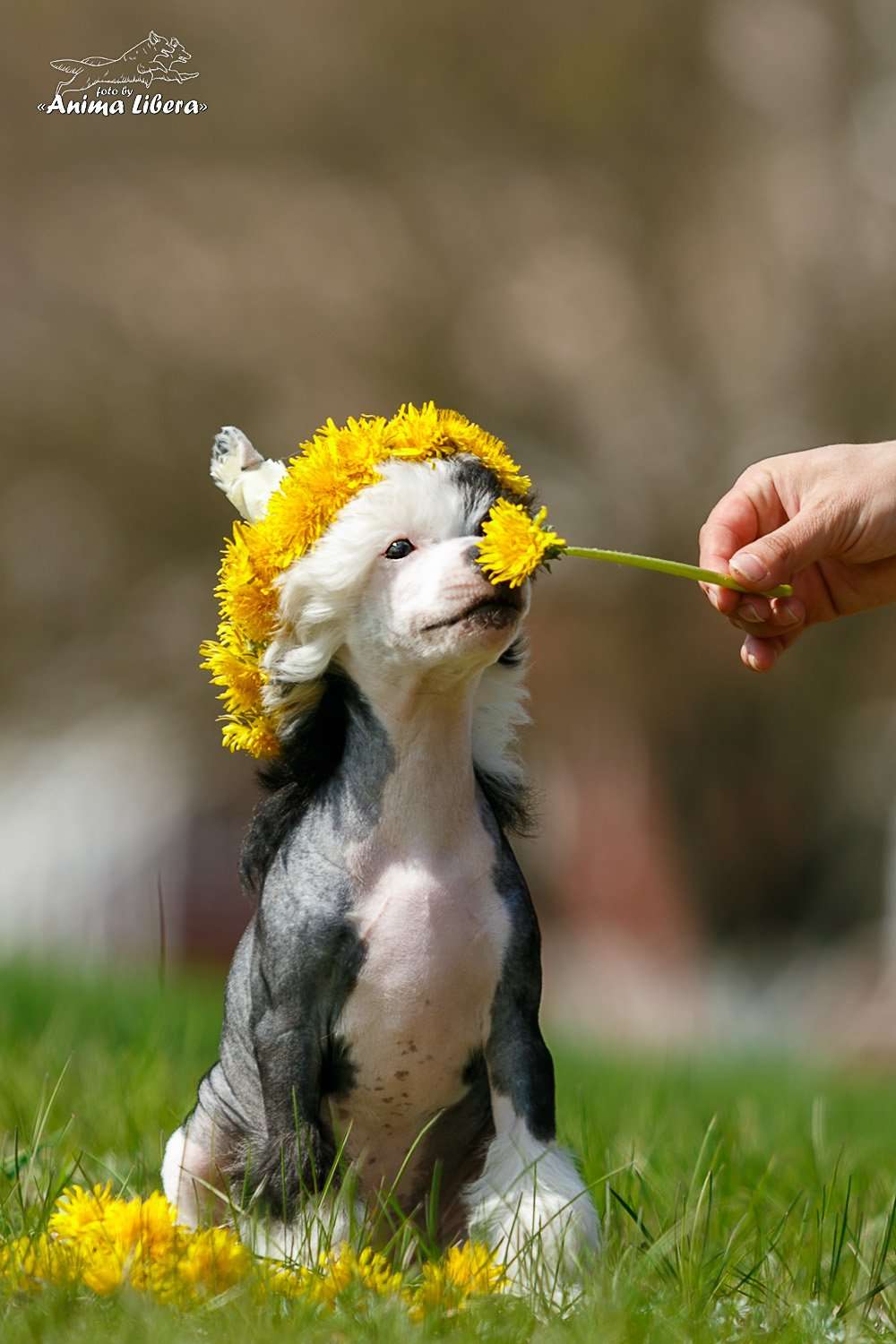 Sol'tanto Painted Love