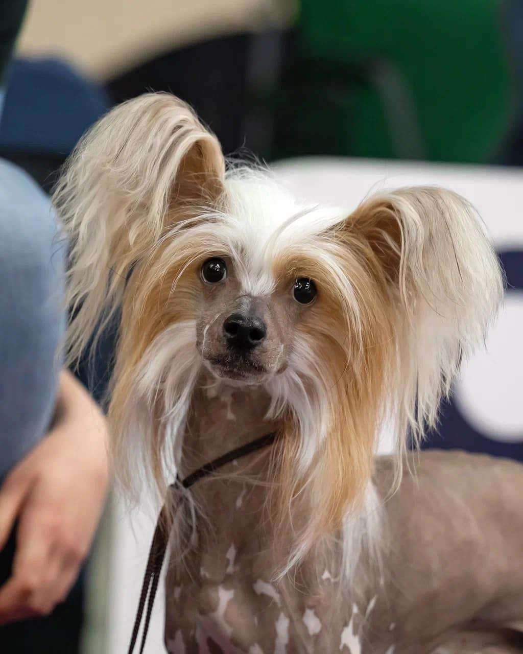 Incanto Del Mondo Inch