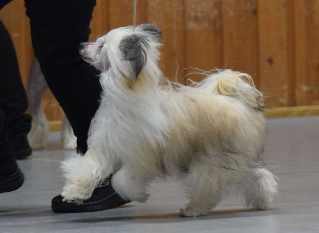 Artic Flyers Little Miss Perfect