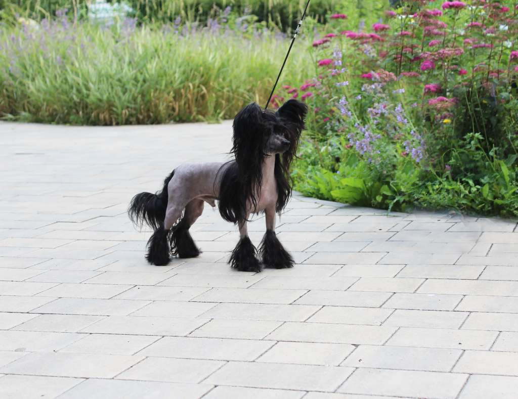 Charuyuschiy Soblazn Chudesnyy Chami