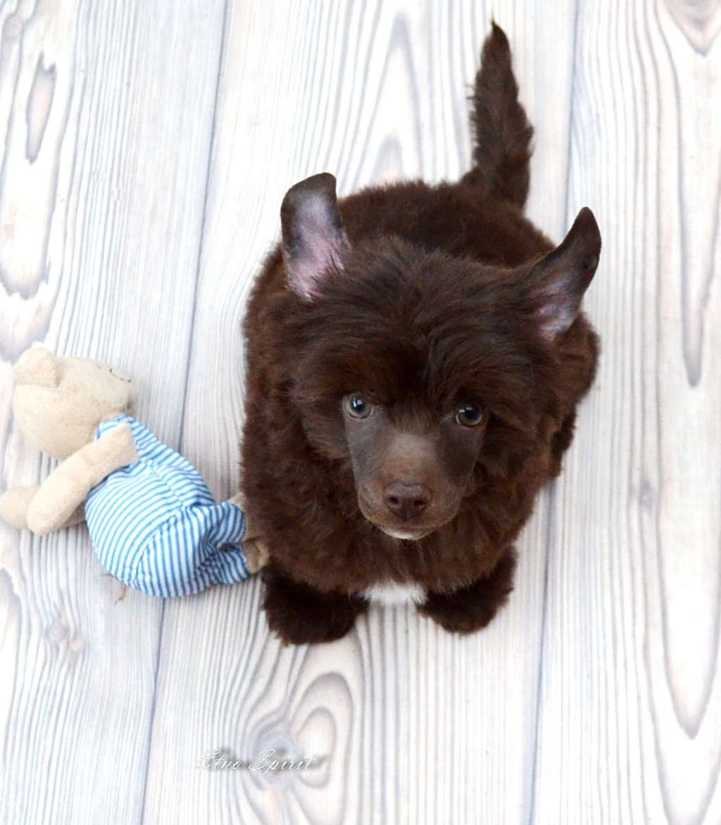 Etno Spirit  Like A Star