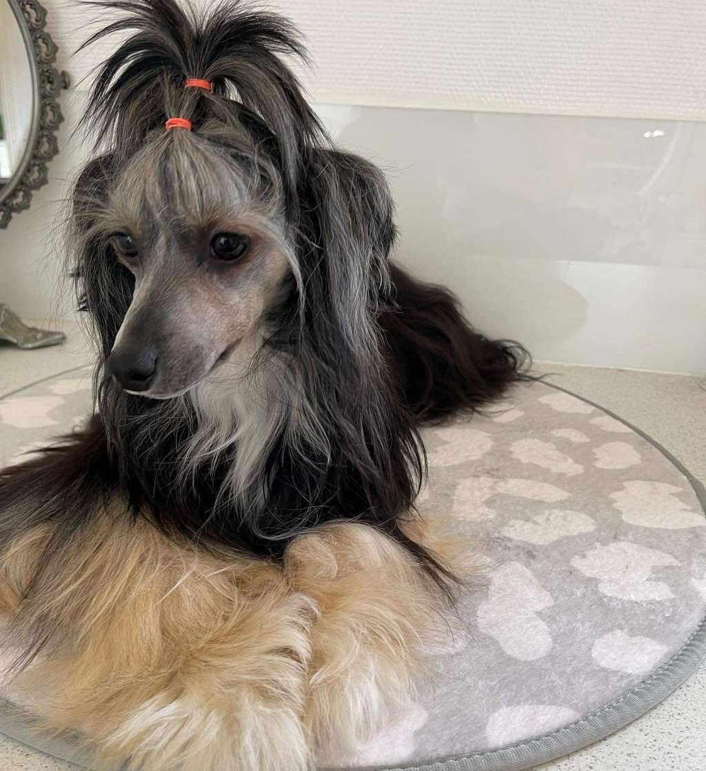 Oblivion Ghost In The Shell