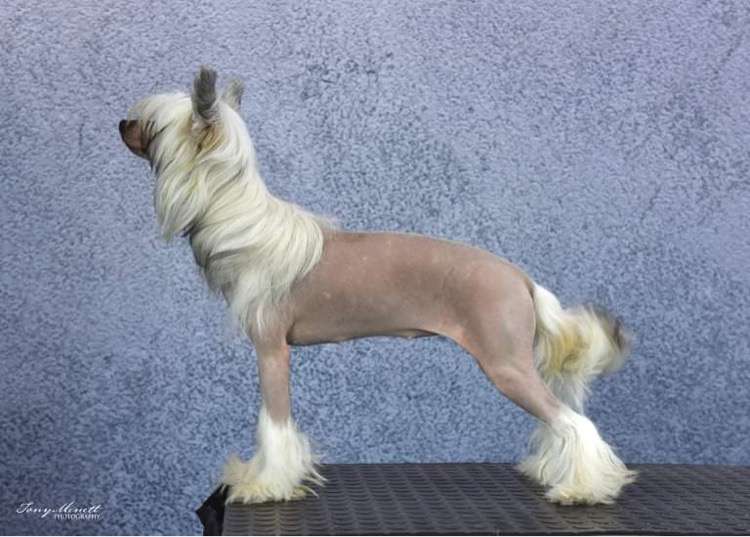 Hedwiga Modern Family