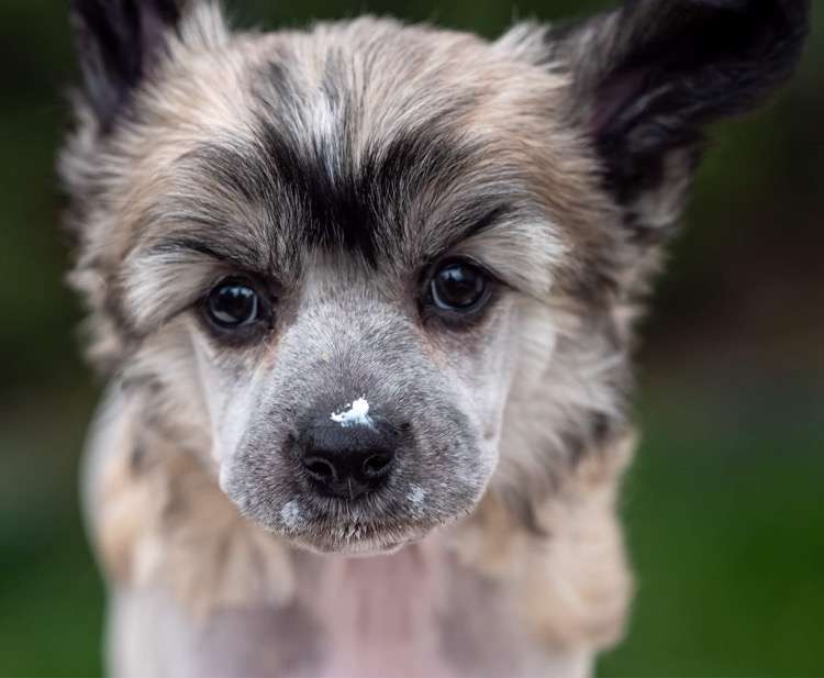 Helga Hufflepuff Modern Family