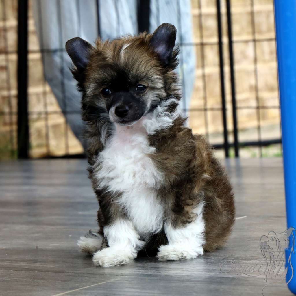 Olyuti's Elegant Boy