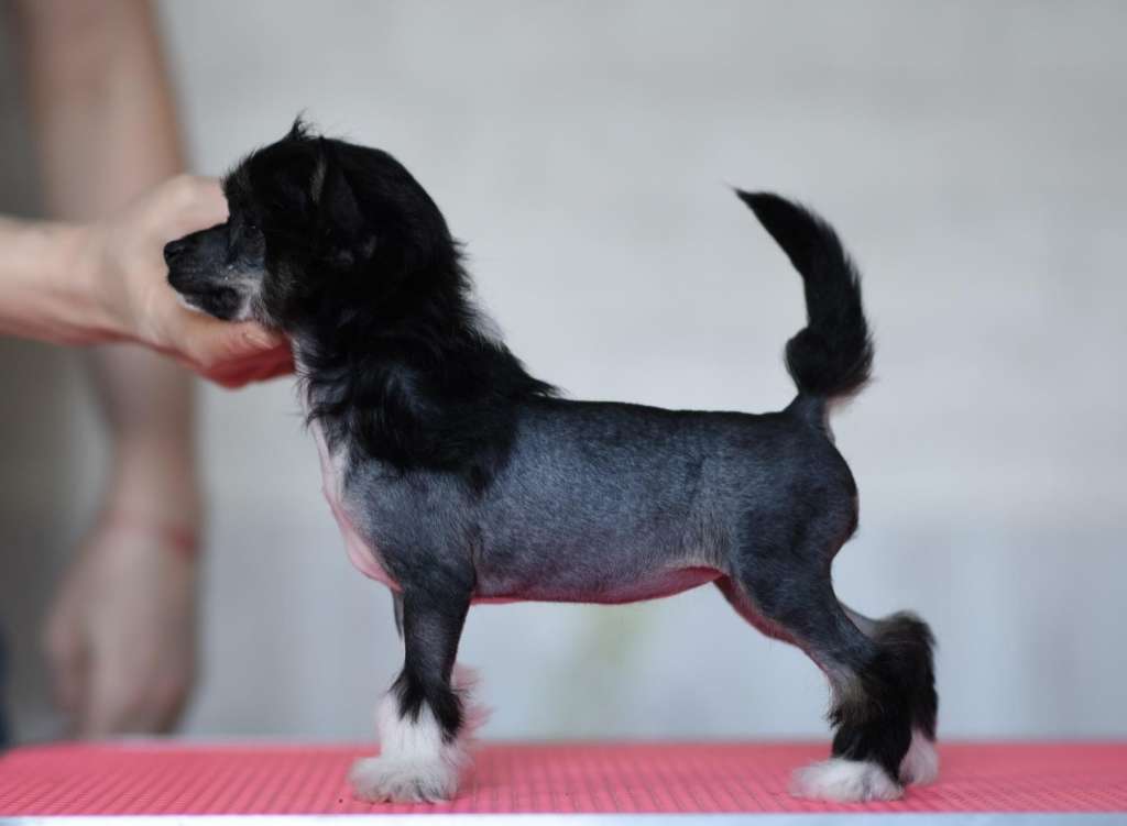 Tsunami iz Sozvezdiya Khana