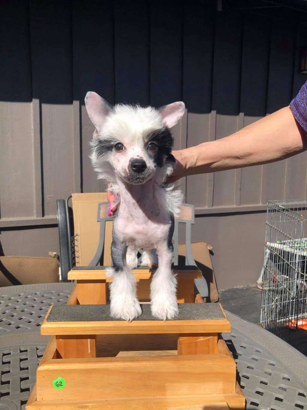 Kaylen's Twilight Just Jezabel