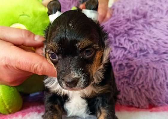 Frey Jess Black Denis