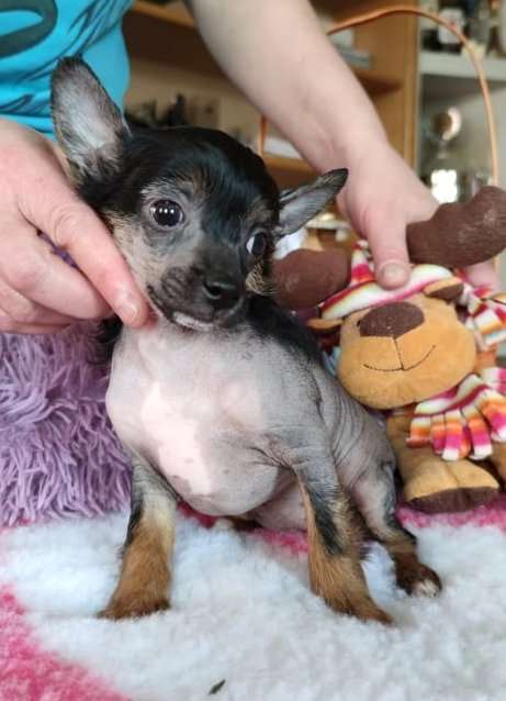 Felicitas Jess Black Denis