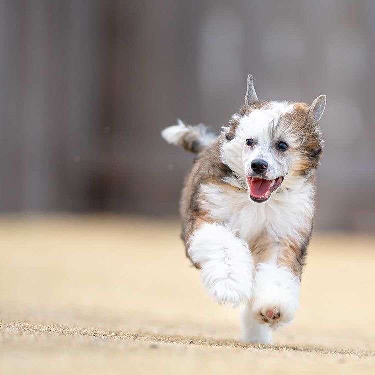 Tinker Jp Grandis Flumen