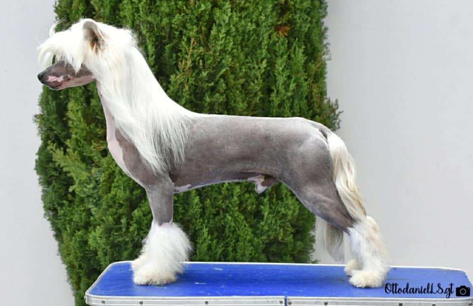 Igor Thoughtful (Cantarell)