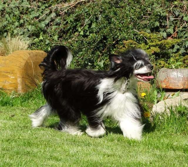 Forseti's Salmiakki Koskenkorva