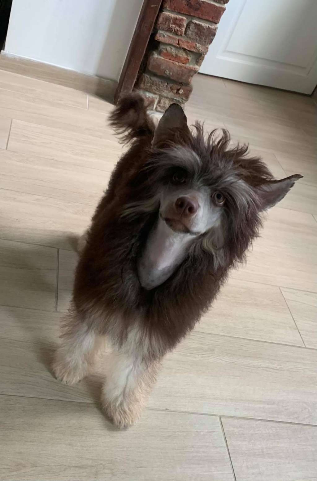 Muso Grazioso Garvin