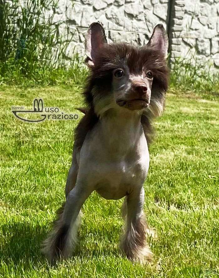 Muso Grazioso Garmonika