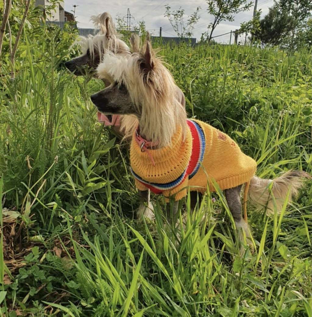 Avrora s Ostrova Utrenney Zari