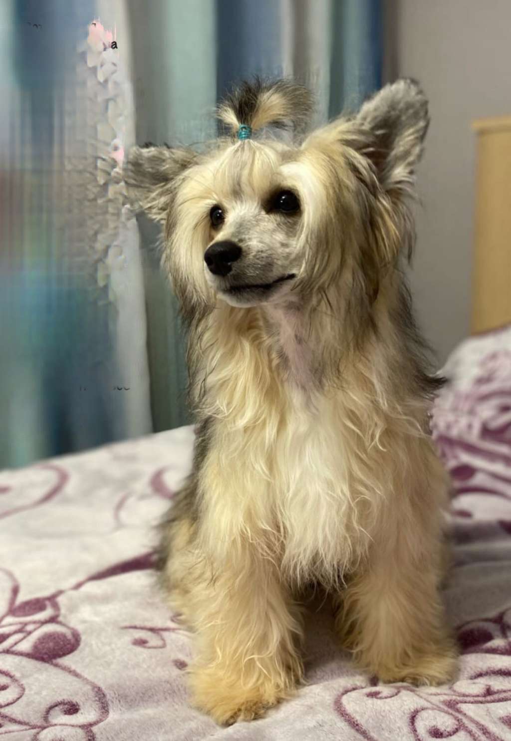 Onika s Ostrova Utrenney Zari