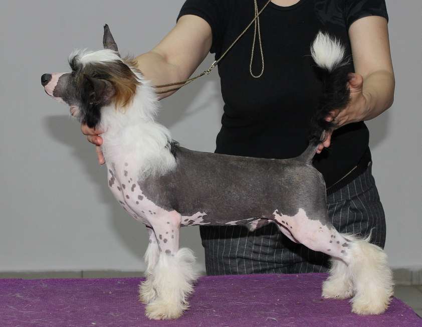 Angel O'Check Zelimkhan