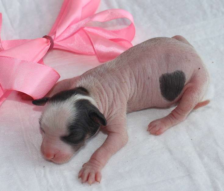 Angel O'Check Gizel Du Pri