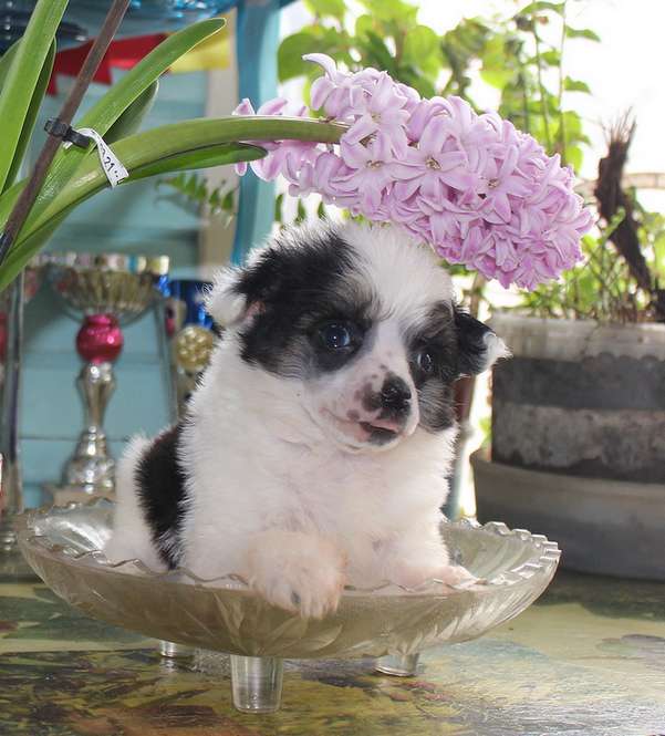 Angel O'Check Epifania