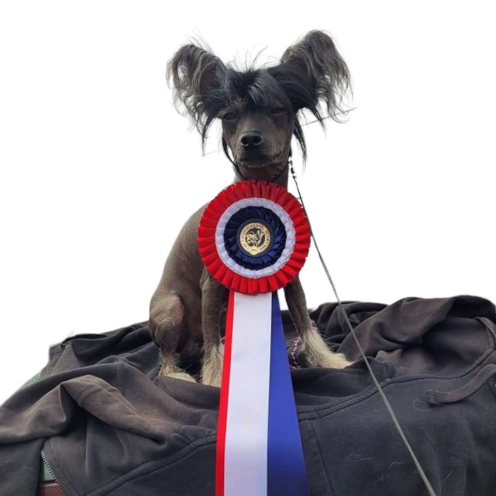 Artic Flyer's The Dark Lord