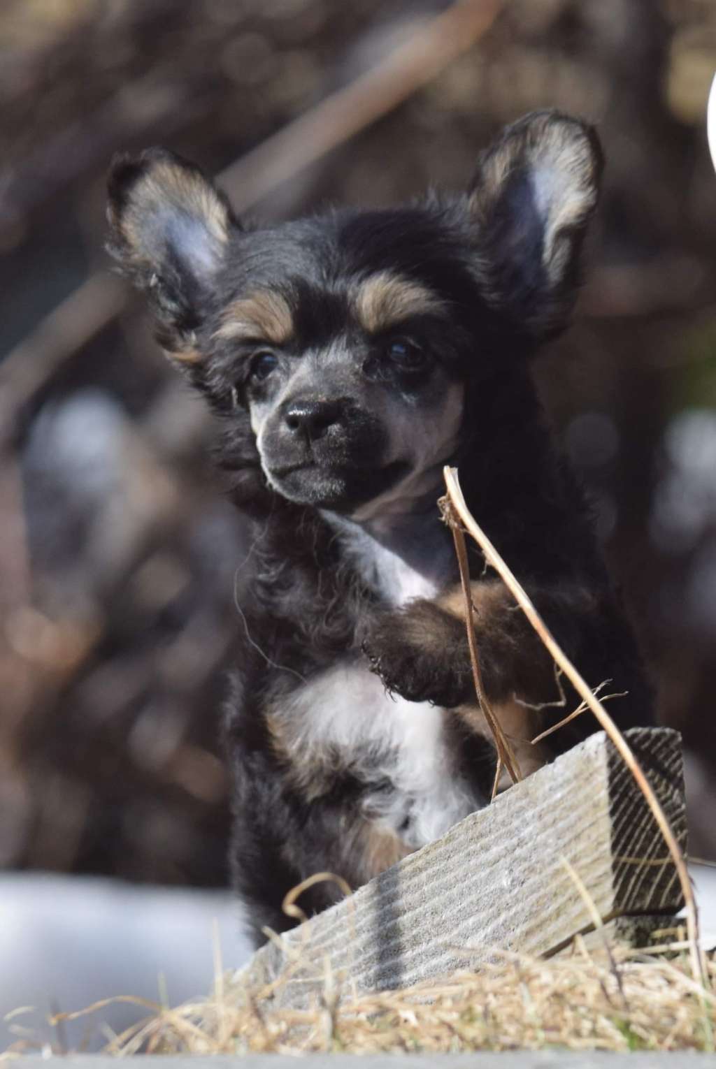 Artic Flyer's Loyals Cup of Tea