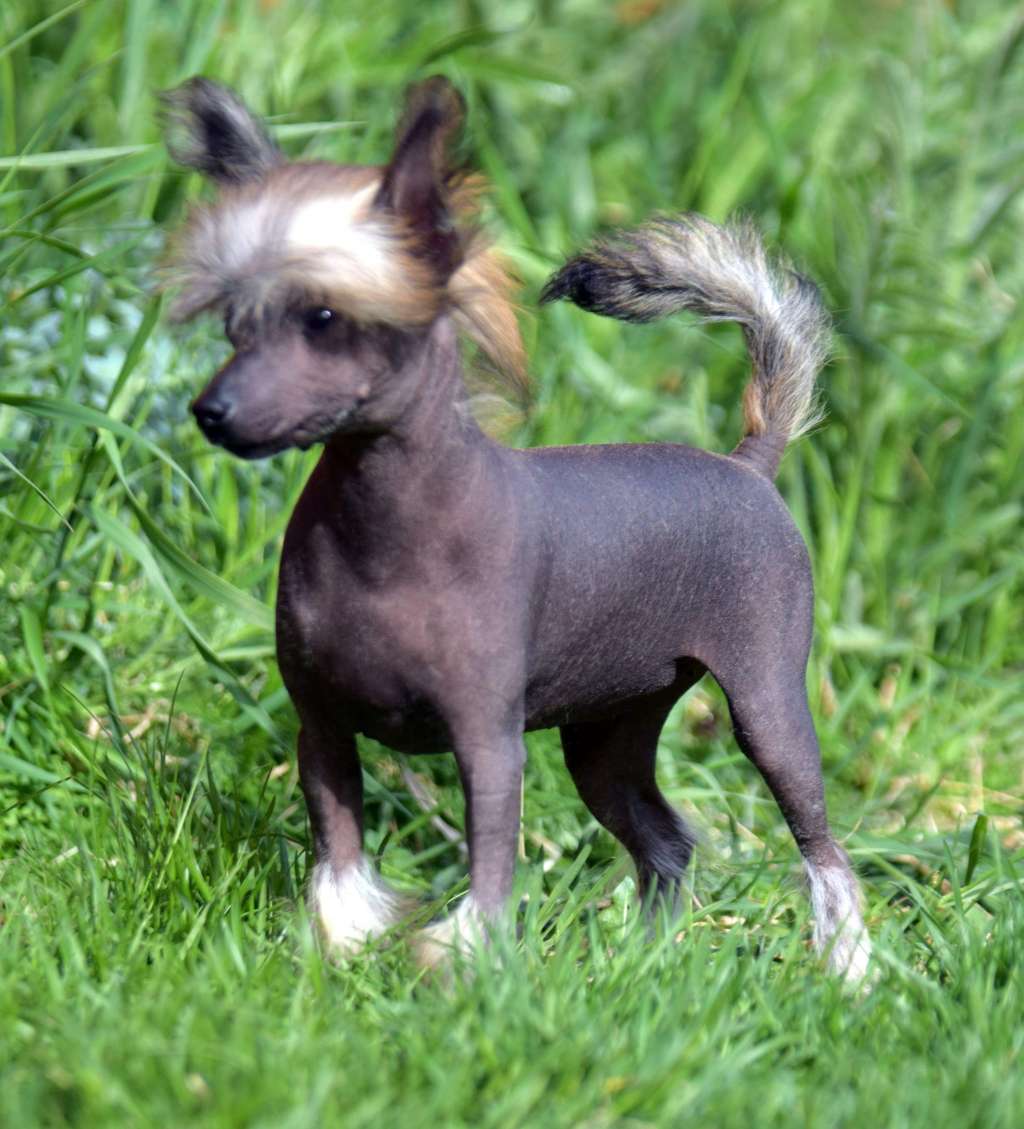 Artic Flyer's Desirable Number One