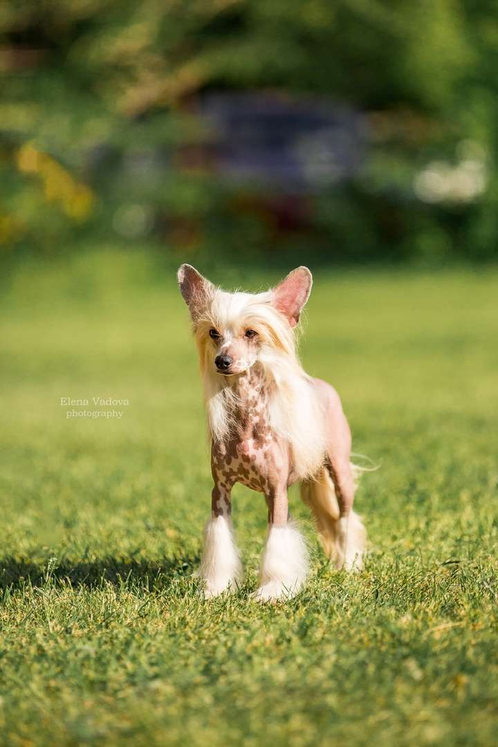 Imperatorskiy Kapriz Santiago