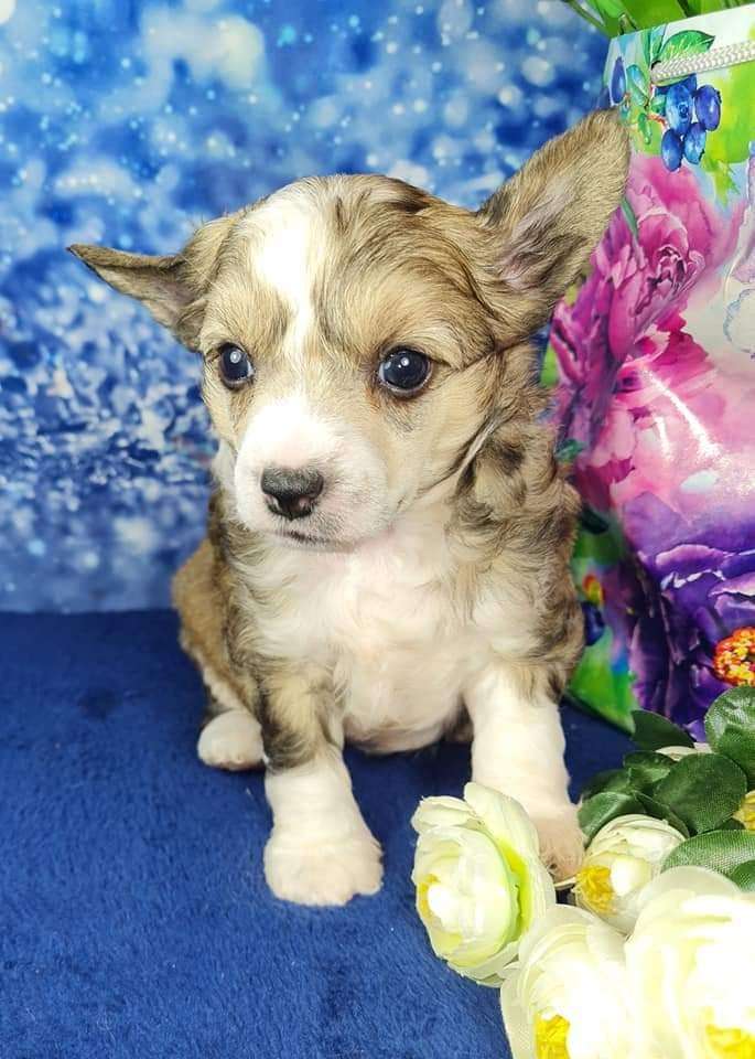 Imperatorskiy Kapriz Seviliya