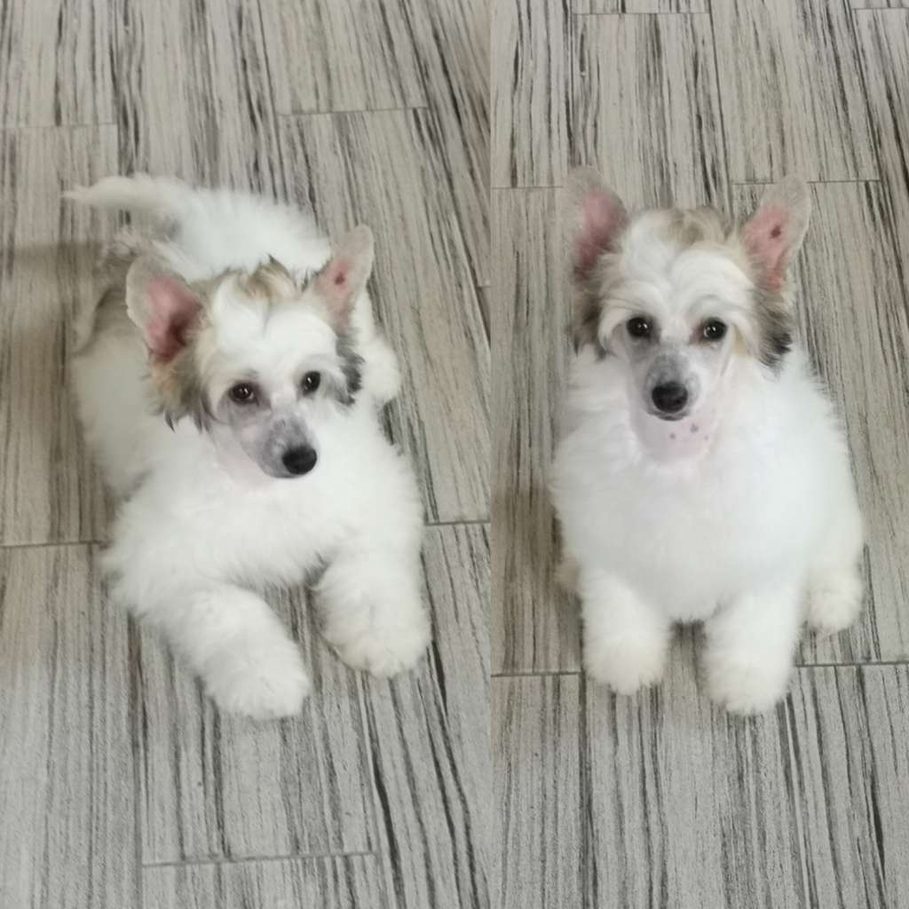 Forseti's Toasted Macaroon