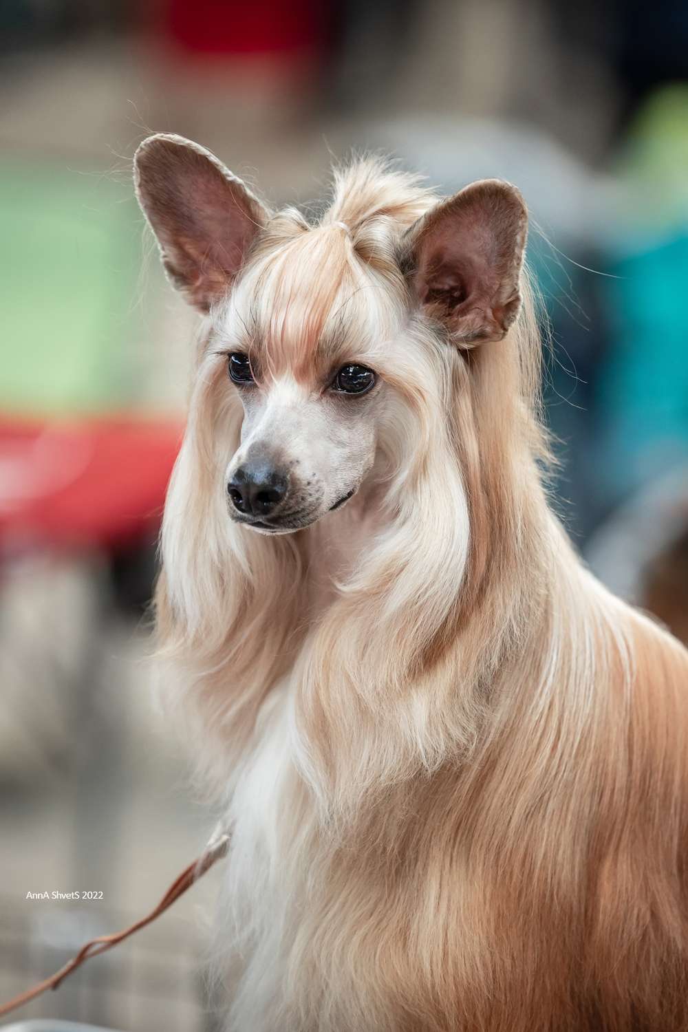 Denville Ozi Alter Real Capricho