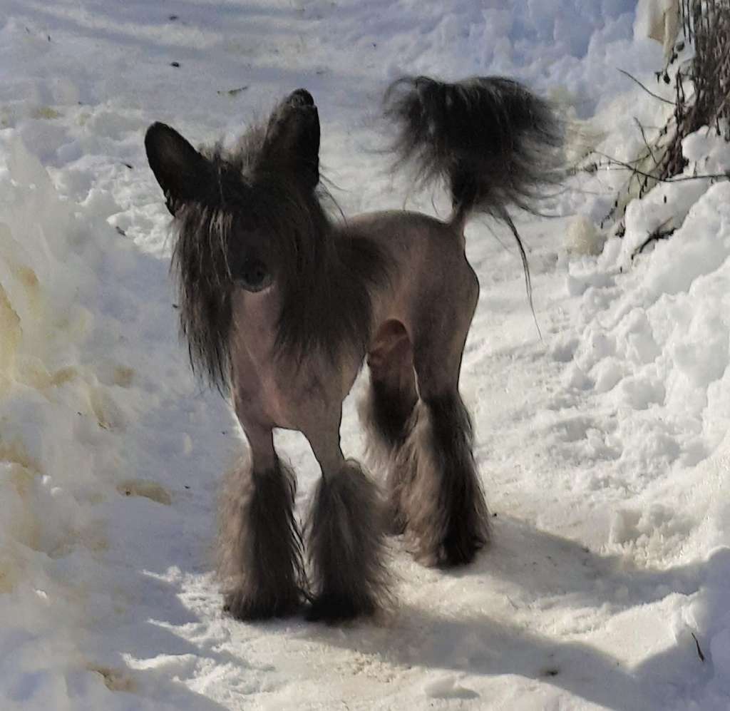 Avalon The Bushwalker