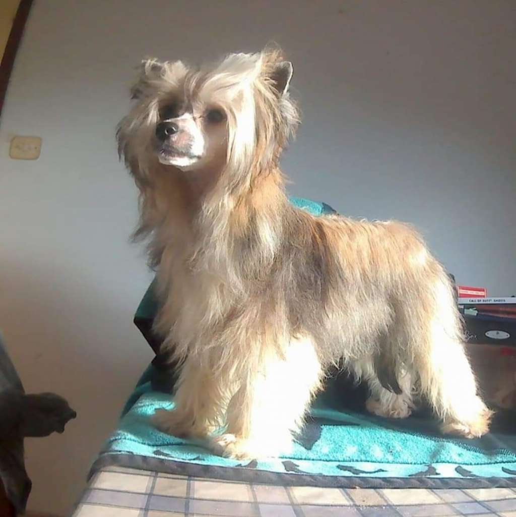 Shivarhan Little Rose