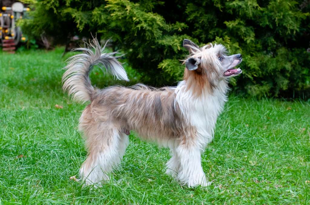 Jiggy The Best Dog For Me Fci