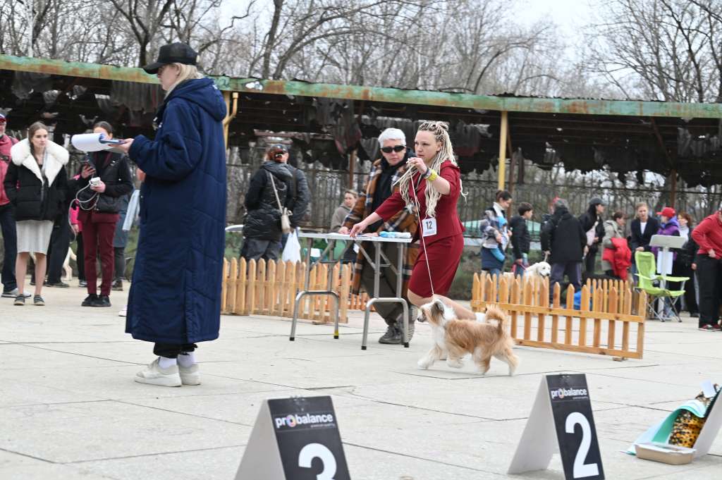 Denville Ozi Andalusian Sorceress