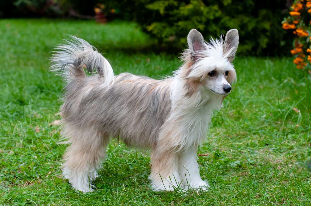 Jolyne The Best Dog For Me Fci